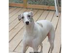 Whippet Puppy for sale in Hackett, AR, USA