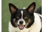 Adopt Mad Max a Rat Terrier, Mixed Breed