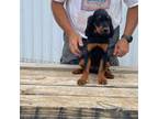 Gordon Setter Puppy for sale in Ponca City, OK, USA