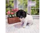Maltipoo Puppy for sale in Elgin, TX, USA