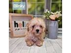 Maltipoo Puppy for sale in Elgin, TX, USA