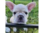 French Bulldog Puppy for sale in Bonnots Mill, MO, USA
