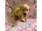 Labrador Retriever Puppy for sale in Chetek, WI, USA