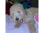 Mutt Puppy for sale in Randallstown, MD, USA