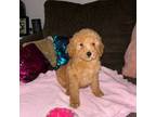 Mutt Puppy for sale in Randallstown, MD, USA