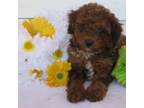Poodle (Toy) Puppy for sale in Hancock, MN, USA