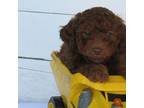 Poodle (Toy) Puppy for sale in Hancock, MN, USA