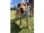 Adopt Drake a Labrador Retriever, Terrier