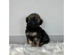 Mutt Puppy for sale in Providence, RI, USA