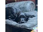 Great Dane Puppy for sale in Stewartstown, PA, USA