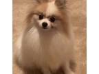 Pomeranian Puppy for sale in Fayetteville, GA, USA