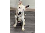 Adopt Drizzy a Border Collie, Mixed Breed