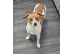 Adopt Chico a Jack Russell Terrier, Mixed Breed