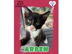 Adopt Arden a Domestic Medium Hair