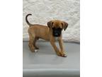 Adopt Elton (HH4) a Pit Bull Terrier, Boxer