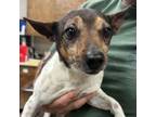 Adopt 808-050"Kevin Heart" a Jack Russell Terrier