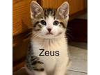 Adopt Zeus a Domestic Short Hair