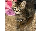 Adopt Thor a Domestic Short Hair