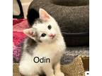 Adopt Odin a Domestic Short Hair