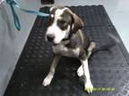 Adopt 2545 a Beagle