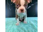 Boston Terrier Puppy for sale in Tulare, CA, USA