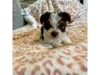 Yorkshire Terrier Puppy for sale in Spring, TX, USA