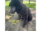 Mutt Puppy for sale in Elizabethton, TN, USA