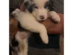 Australian Shepherd Puppy for sale in Cypress, TX, USA