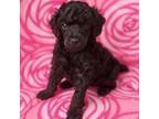 Poodle (Toy) Puppy for sale in Fort Payne, AL, USA