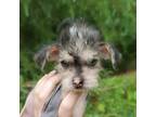 Chinese Crested Puppy for sale in Fort Payne, AL, USA