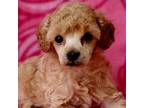 Poodle (Toy) Puppy for sale in Fort Payne, AL, USA