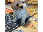 Poodle (Toy) Puppy for sale in Greer, SC, USA