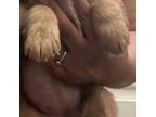 Golden Retriever Puppy for sale in Las Vegas, NV, USA