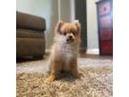 Pomeranian Puppy for sale in Rockville, MD, USA