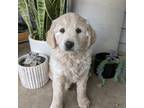 Goldendoodle Puppy for sale in Versailles, IN, USA