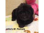Lottie's #1 Female
