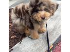 Mutt Puppy for sale in Plantation, FL, USA