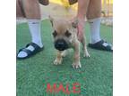Cane Corso Puppy for sale in Hanford, CA, USA