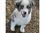 Australian Shepherd Puppy for sale in Corbin, KY, USA