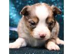 Miniature Australian Shepherd Puppy for sale in Crawford, CO, USA