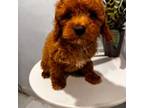 Cavapoo Puppy for sale in Queens, NY, USA