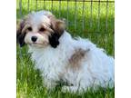 Cavalier King Charles Spaniel Puppy for sale in Clintonville, WI, USA