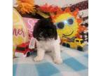 Maltipoo Puppy for sale in Kutztown, PA, USA