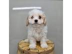 Cavachon Puppy for sale in Fort Wayne, IN, USA