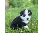 Miniature Australian Shepherd Puppy for sale in Rock Rapids, IA, USA