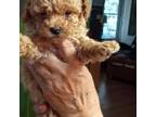 Poodle (Toy) Puppy for sale in Mcdonough, GA, USA