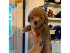 Poodle (Toy) Puppy for sale in Mcdonough, GA, USA