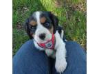 Bernese Mountain Dog Puppy for sale in Makinen, MN, USA