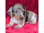 Dachshund Puppy for sale in Laveen, AZ, USA