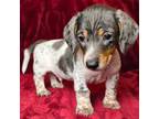 Dachshund Puppy for sale in Laveen, AZ, USA